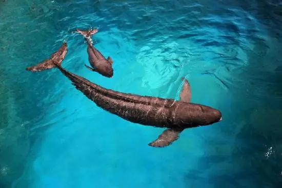 国家一级保护动物图片大全大图,国家一级保护动物一共有多少种