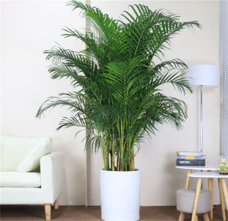 适合院子里种植的耐阴耐寒的植物,十大客厅耐阴绿植冬天不死的植物