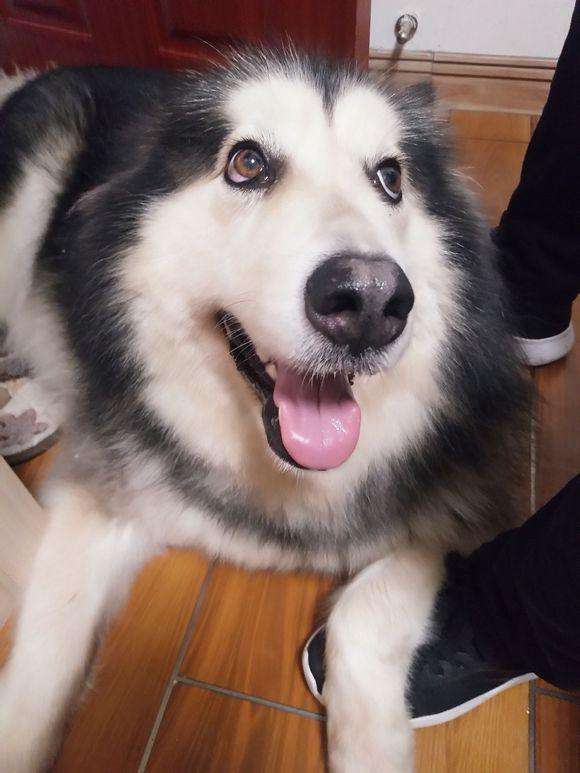 阿拉斯加的优点和缺点是什么,阿拉斯加犬的优点与缺点