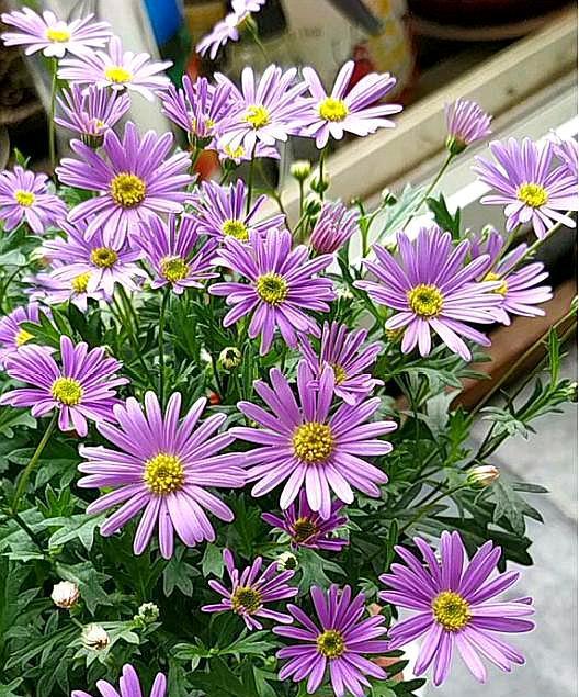 田园土最便宜的改良方法,在家种花田园土变营养土怎么做