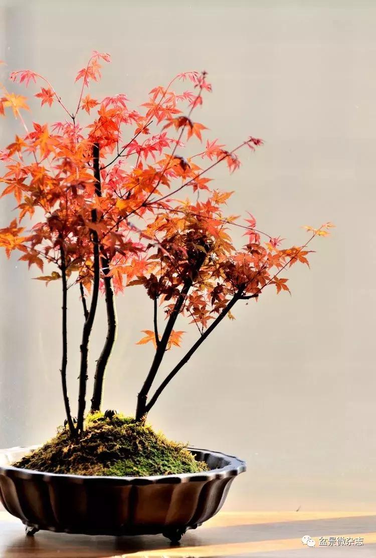 盆景艺术欣赏视频大全,盆景万象盆