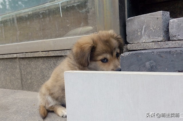 狗狗胆小怎么驯服,狗狗胆小怎么训练最有效