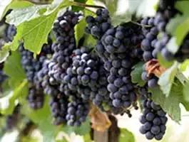 法国波尔多法定葡萄品种,波尔多式葡萄品种大全