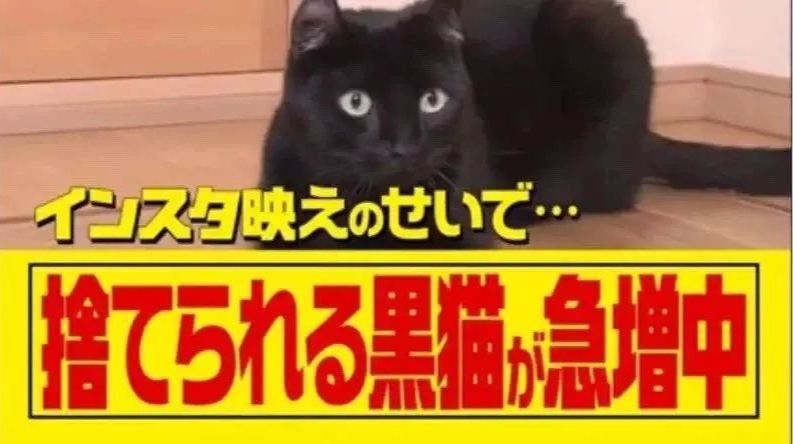 黑猫不吉利是谁说的,黑猫不吉利是真的吗