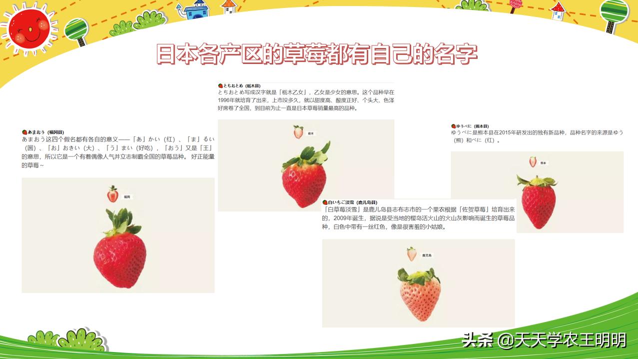 什么品种的草莓最好养也最好吃,草莓哪个品种比较好吃