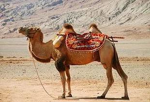 迪拜有哪些美食及特色体验,迪拜这个国家有哪些特产