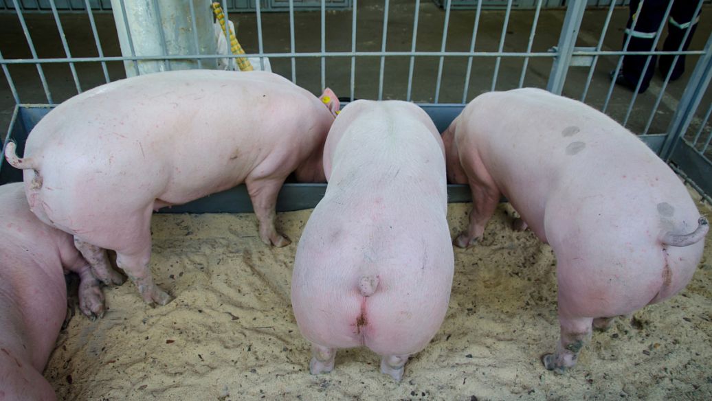 怎样预防母猪便秘,母猪便秘的秘方