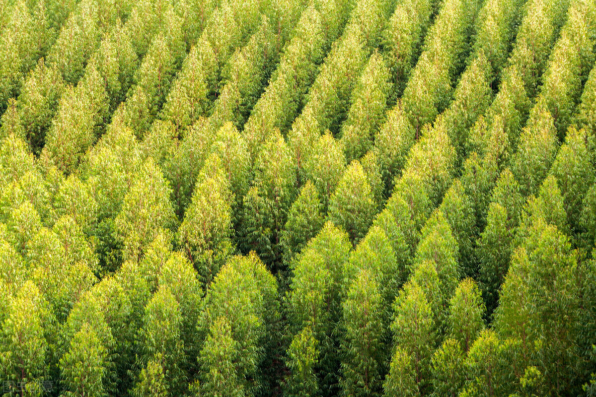 广西桉树真的要清除吗,广西的桉树