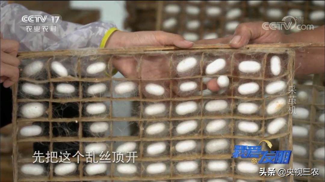 高效蚕茧脱茧机,养蚕取茧机器多少钱一台