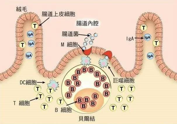 肚子为什么咕咕叫,身体消瘦肚子老是咕咕叫