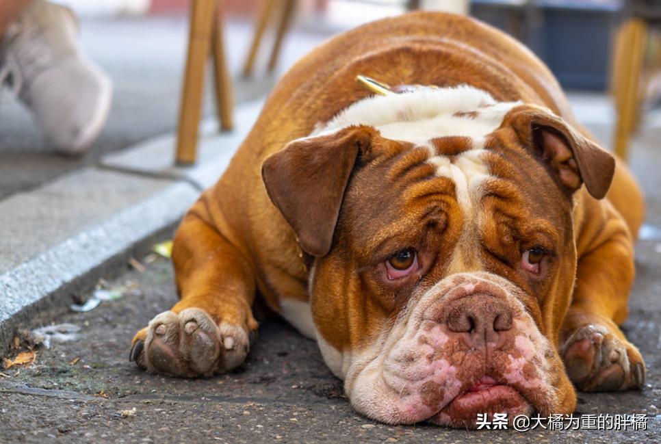 为什么偷狗贼不敢偷有证的狗,养什么宠物狗不容易被偷