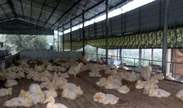 发酵床养鹅的最佳方法,发酵床养鹅的配方