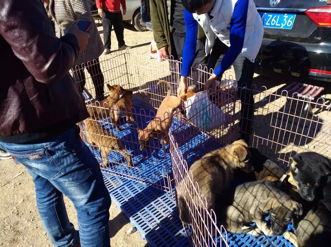 狗市昆明犬幼犬多少钱一只,在哪里可以买到最好的昆明犬幼犬