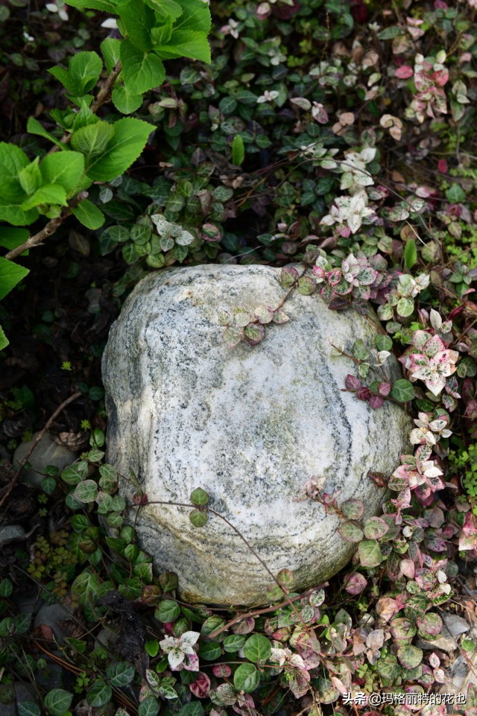上海洋水仙,上海璞素上居民宿抖音团购