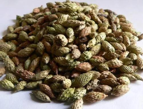 苍耳子治鼻窦炎和过敏性鼻炎吗,苍耳子什么鼻炎都可以缓解吗