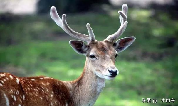 家庭收藏：老公喝腻了鹿鞭酒，不妨尝试做做鹿鞭菜