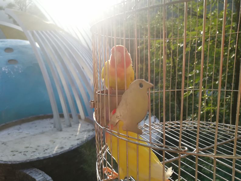 洛阳栾川竹海野生动物园值得去吗,洛阳栾川竹海野生动物园都有什么