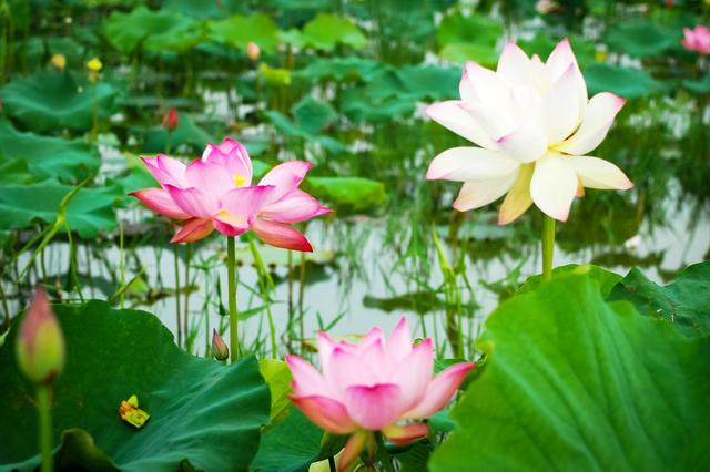 盛夏来一场赏荷盛宴