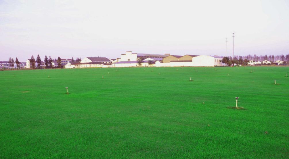 最好的果岭草,果岭草夏季景观