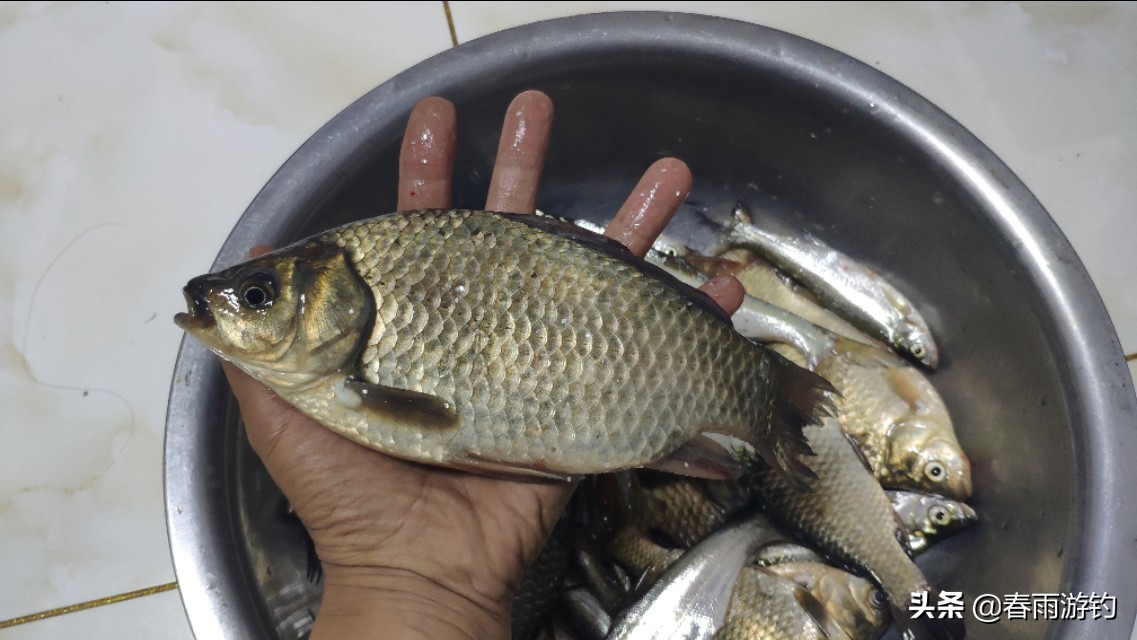 走水无漂竿稍钓法,看竿尖无漂钓法