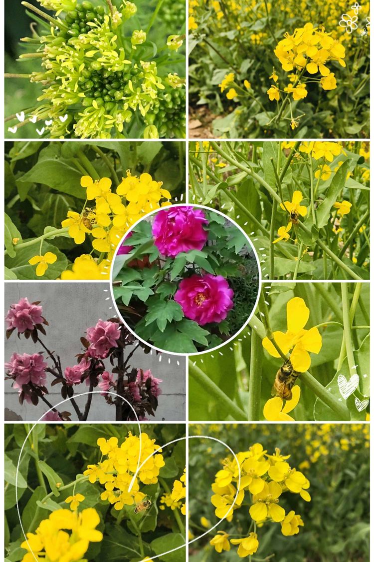 少年辛苦终身事，莫向光阴惰寸功。—峰山小学“宅而不慌”收获丰