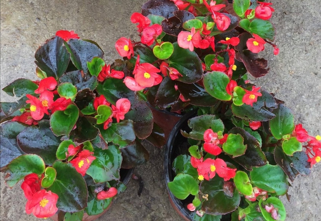 怎么才能让四季海棠开花多,四季海棠只长叶不开花怎么办