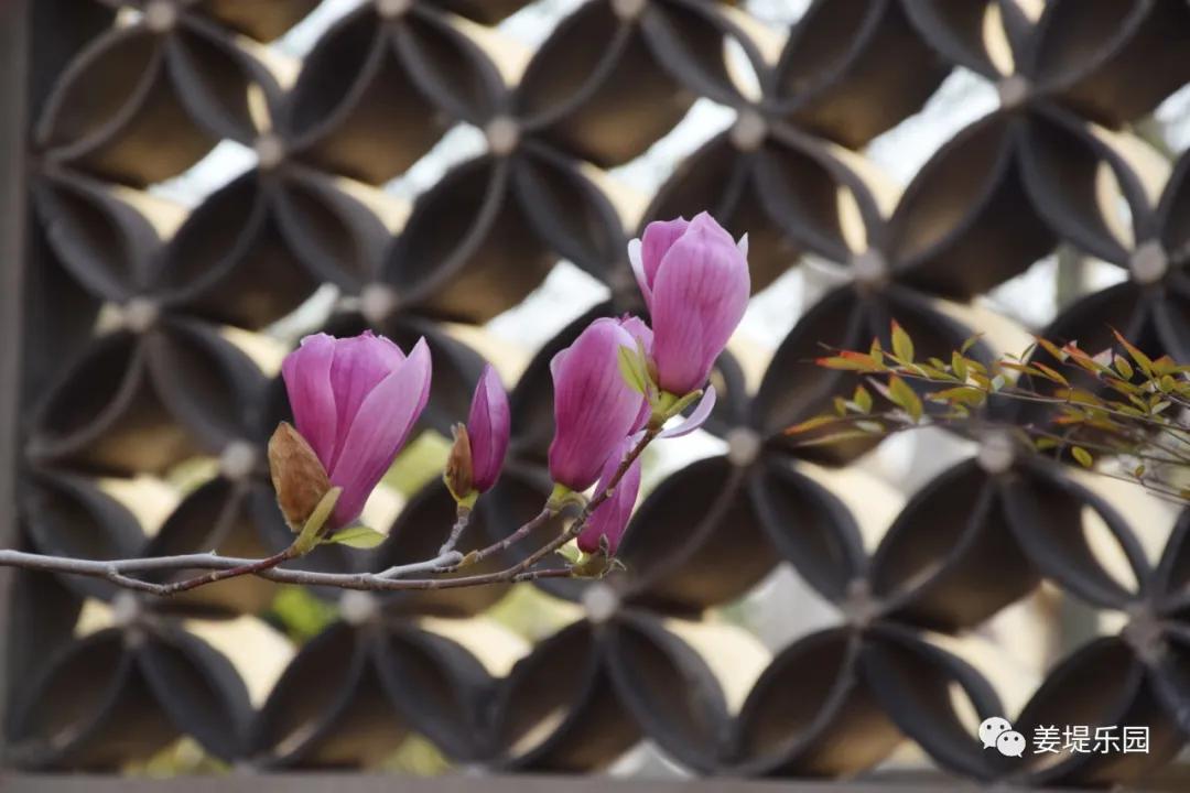 春天踏春去哪里好玩,又是一年春来到歌曲原唱视频