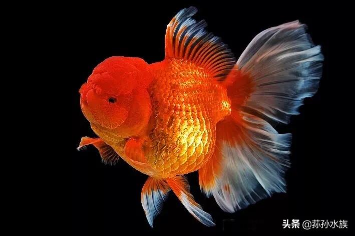 新手养金鱼必备工具,新手养金鱼养水草