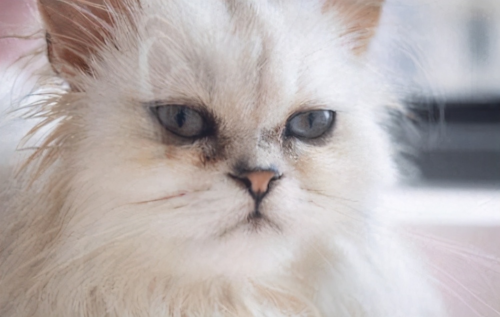 猫眼睛旁边有黑色的东西要清理吗,猫眼睛旁边黑黑的是什么东西