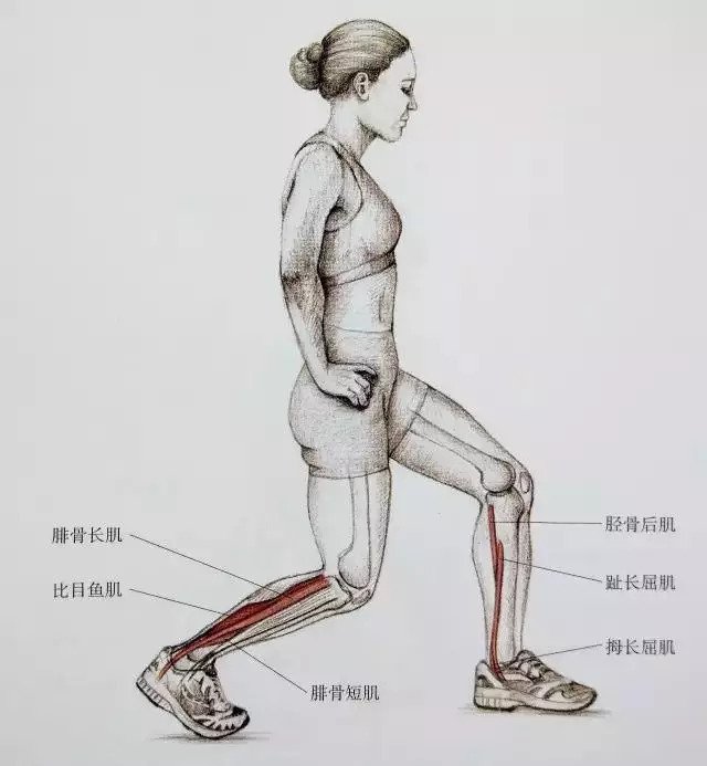 小腿肌肉紧张是咋回事,小腿肌肉紧张收缩要怎么恢复