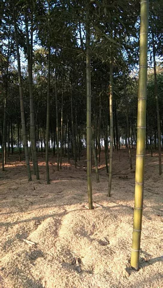 「苗木通新晋会员」湖州陈春耕：细节具体、价格适中、售后保障