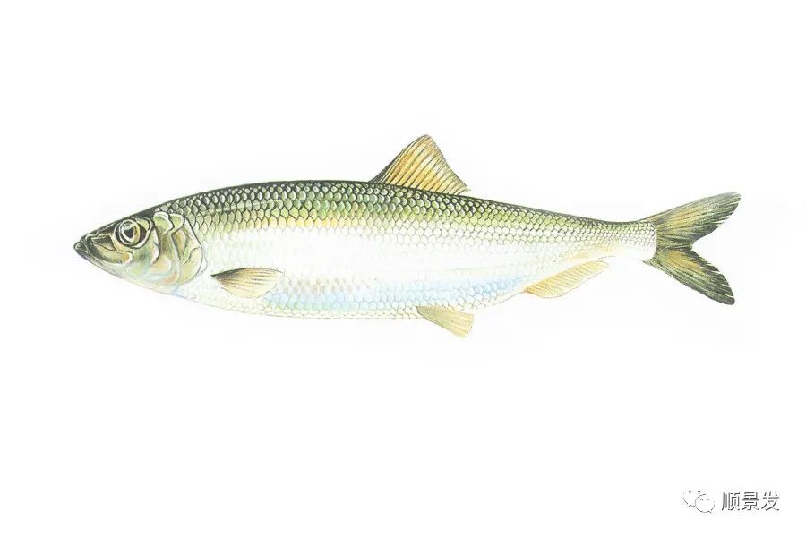 挪威和中国签订协议,挪威希望与中国加强合作