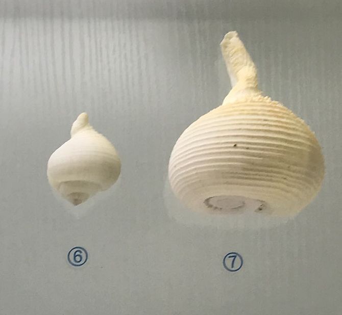 青岛海边的小海螺,青岛沿海的小海螺