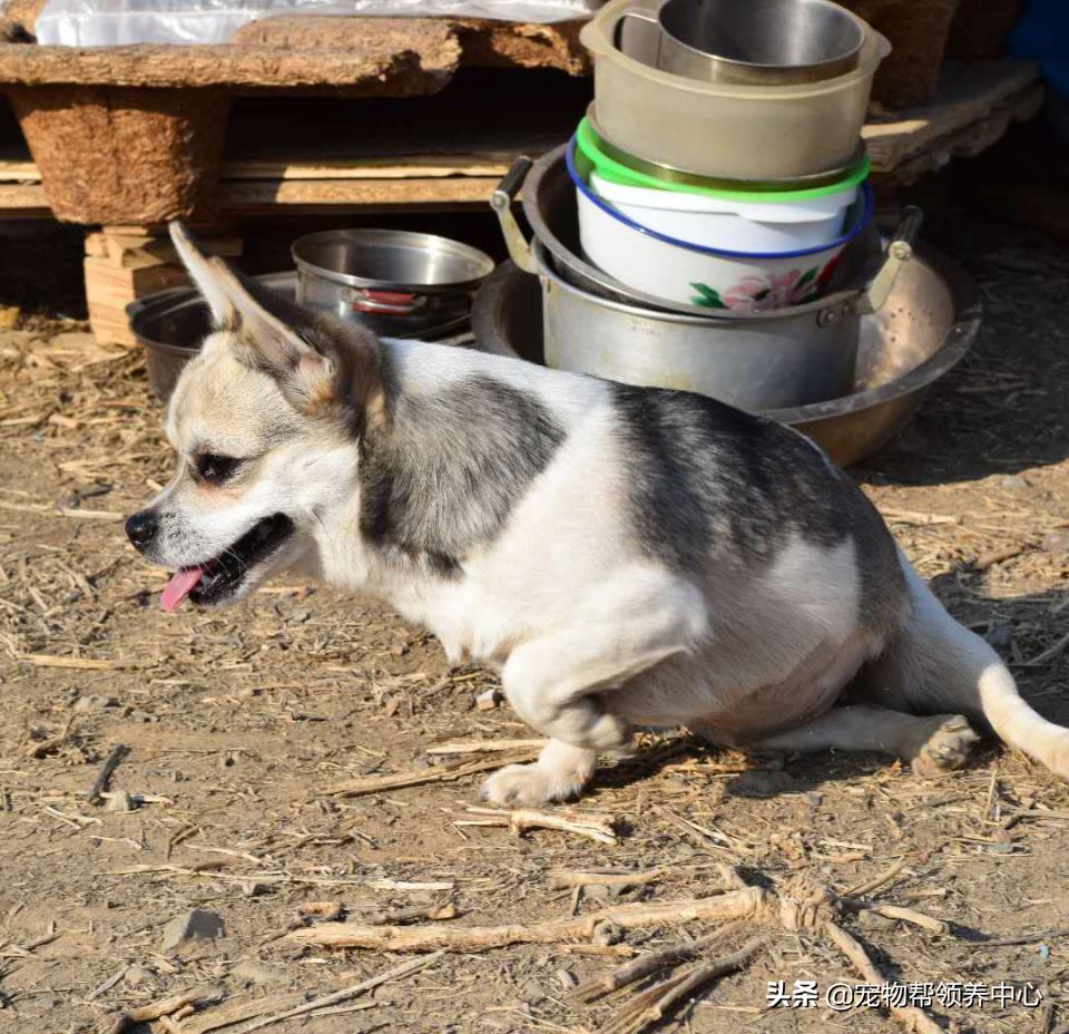 除夕，身上恶臭的萨摩耶在家门口流浪：为什么要抛弃我？