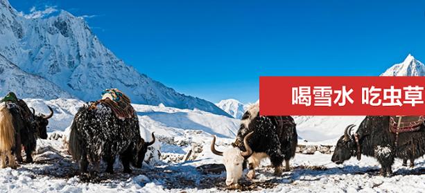 棒奶和不棒奶的区别,白袋奶和一般奶的区别