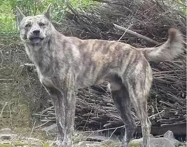 康熙喜欢虎斑犬,康熙的御用名犬