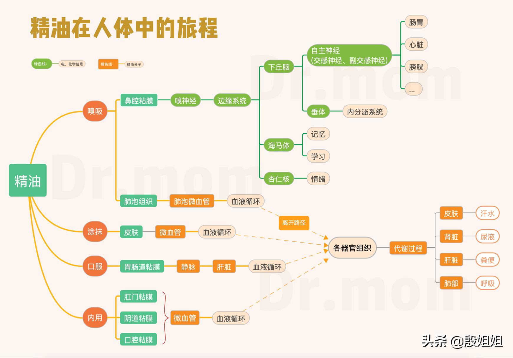 精油在人体中的旅程
