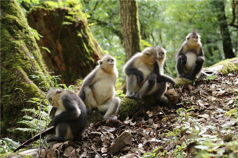 真神奇，香格里拉人均GDP高居云南第三，仅在昆明之后
