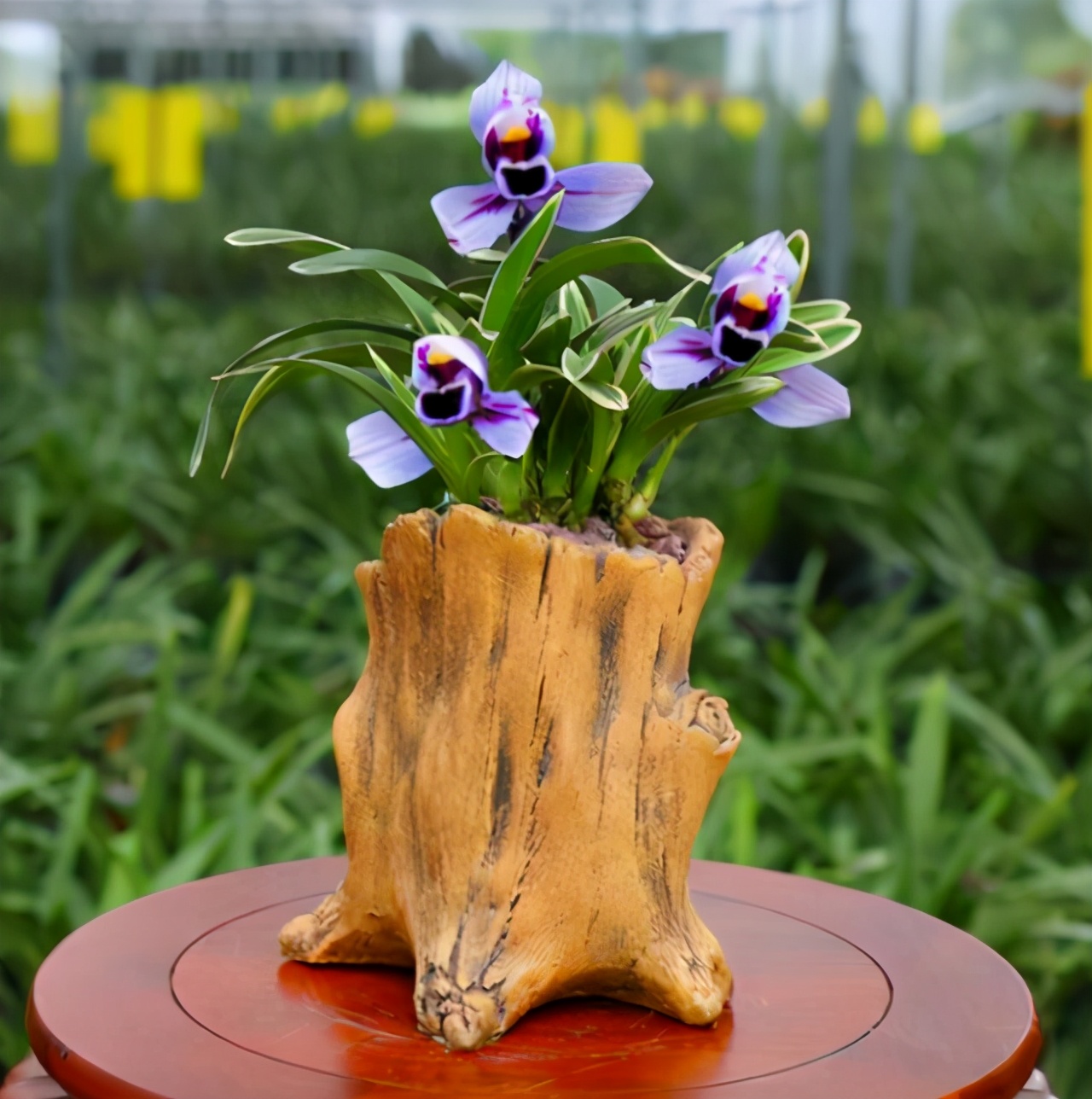 养兰最好的兰花品种,养荷花兰用什么土