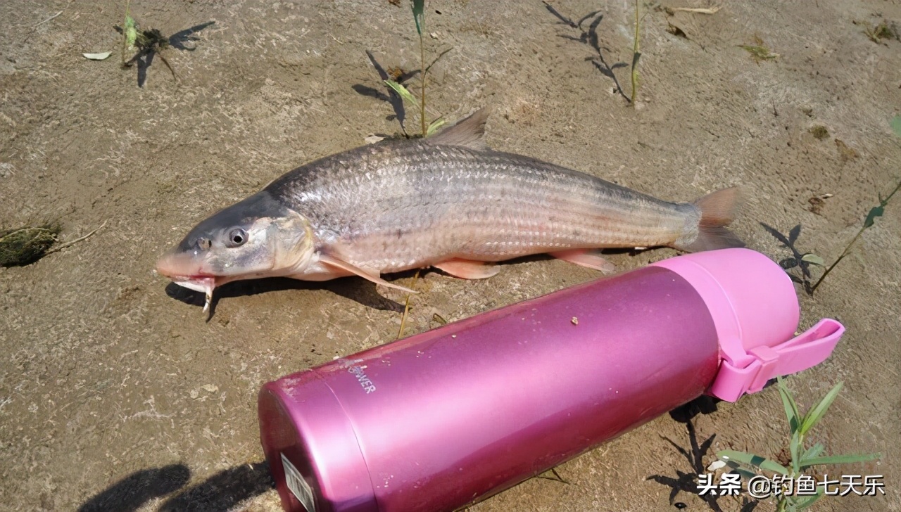 黄河中的淡水鱼,黄河濒临灭绝的鱼