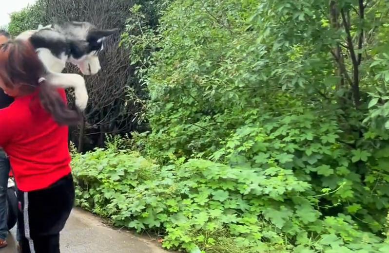 在菜市场花十块钱买的哈士奇,河南人卖哈士奇