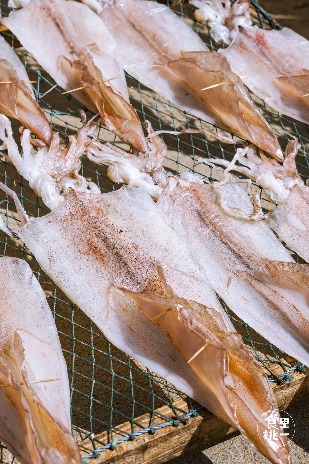 它叫宅鱿，但它和宅男宅女真的不熟！