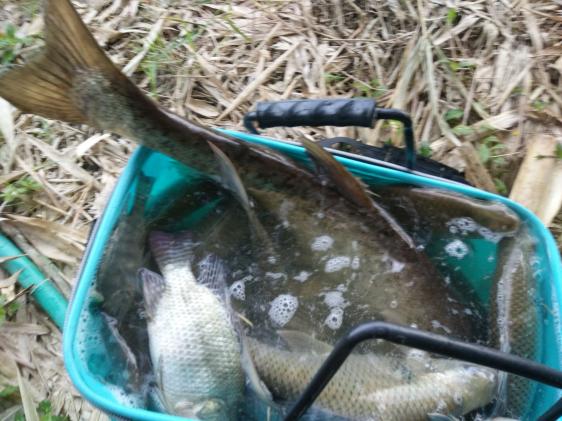 本汀金迦潘求败,金家潘强攻