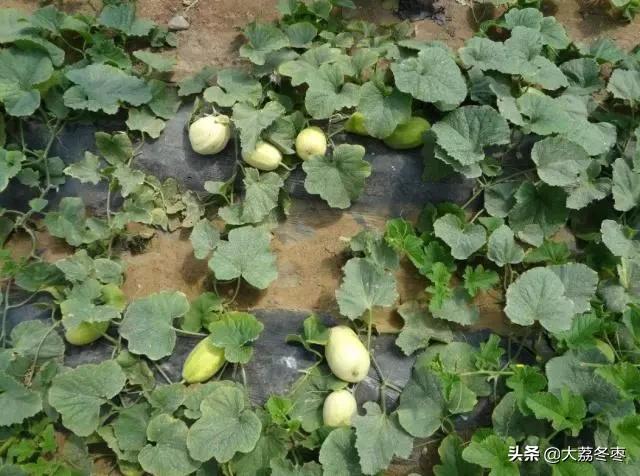 甜瓜大棚种植方法全过程,大棚甜瓜种植技术完整版