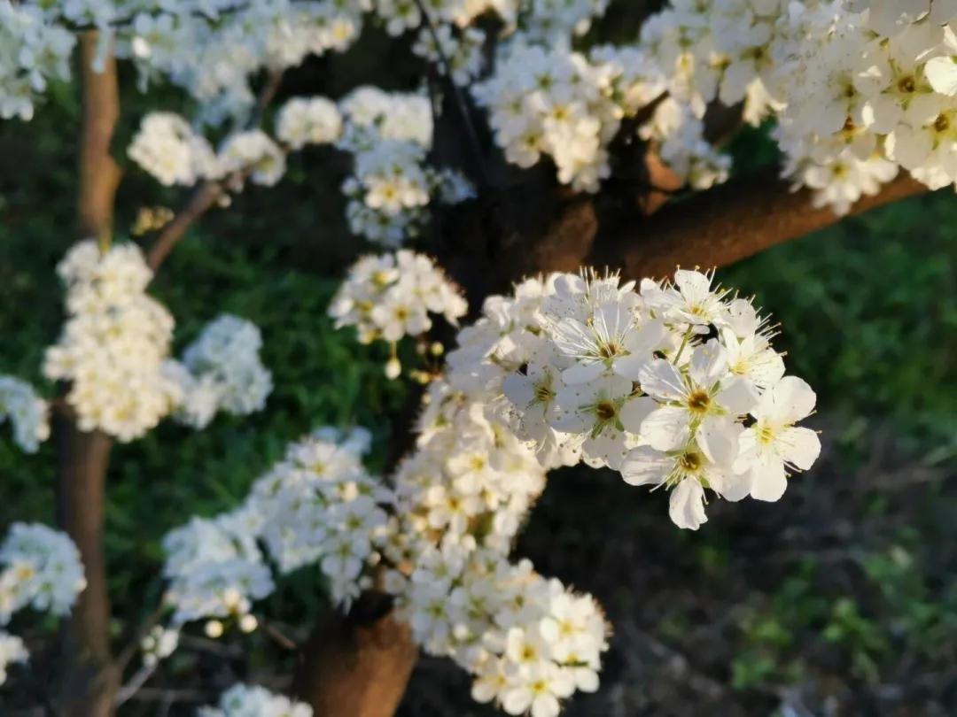 阳春三月的三月,阳春三月李花开