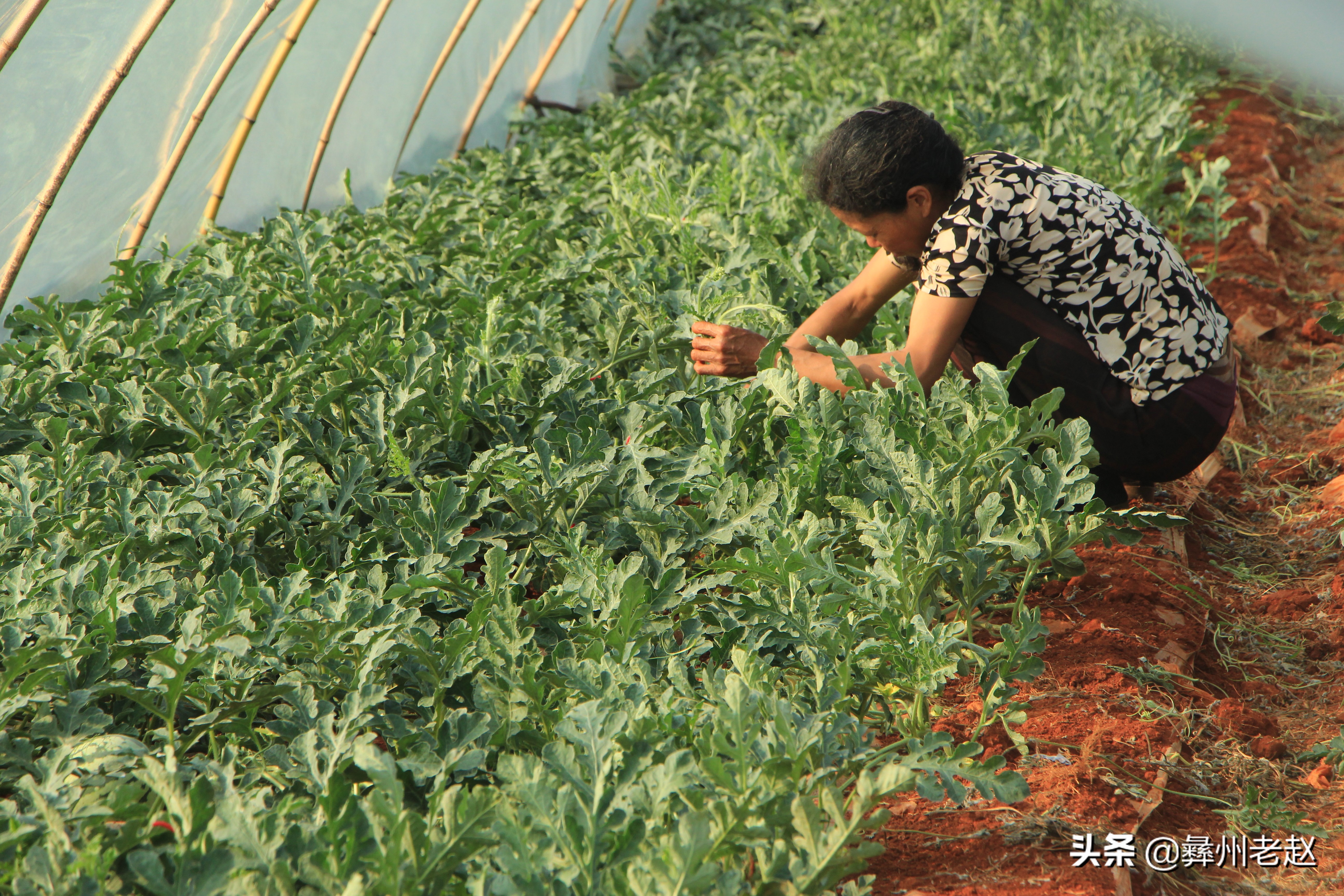 西瓜刚坐果的时候怎么管理,西瓜在膨果期需要什么肥料
