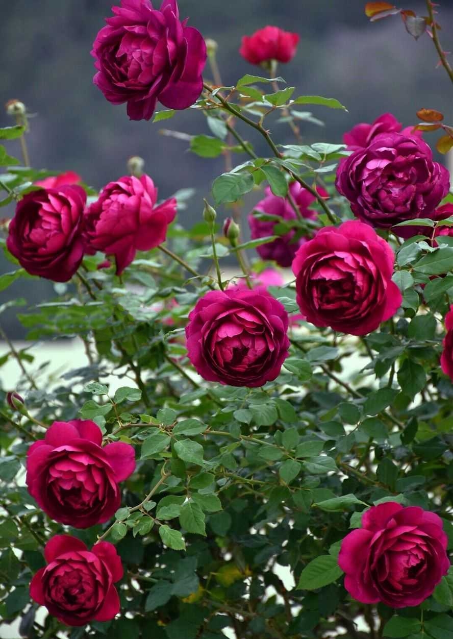 这“38种花”,当你开始收集品种时,你已入坑颇深