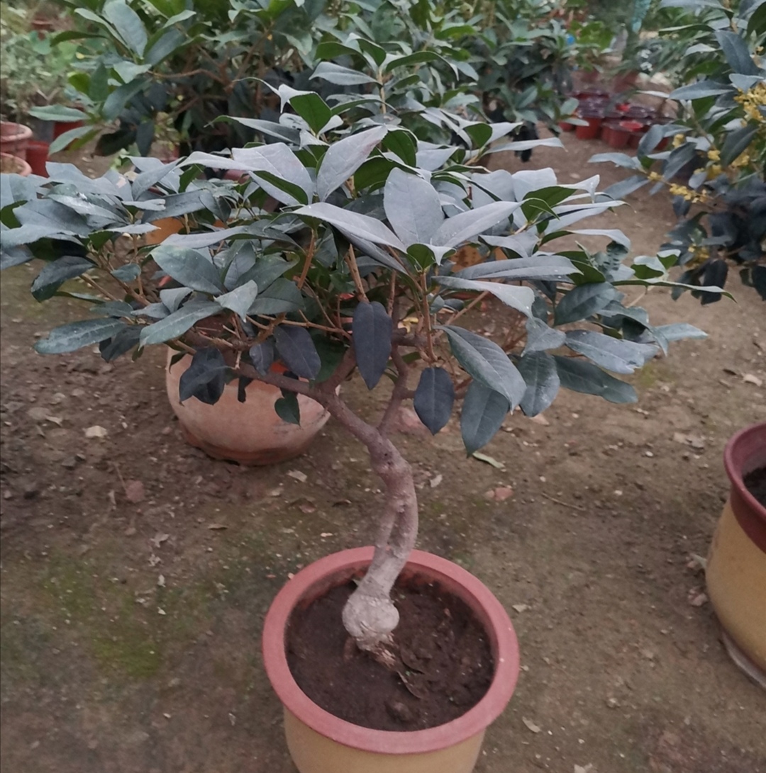 桂花剪枝最佳时间和方法,桂花需要剪枝吗几月份剪好