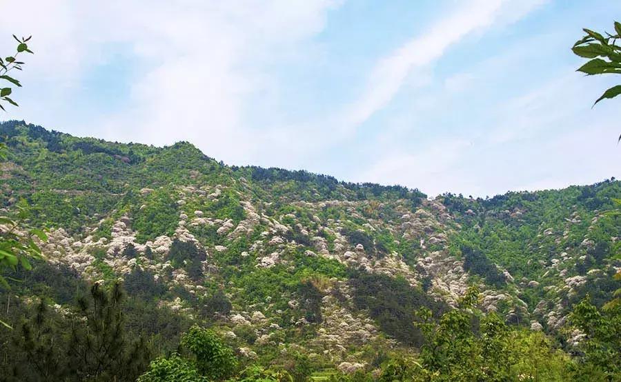 罗田县樱花美景,带你去看油桐花海