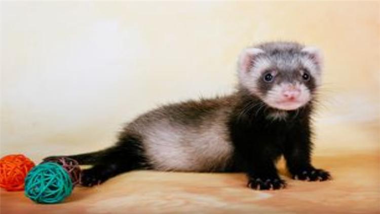 宠物貂可以活多少年,宠物貂能活多少年